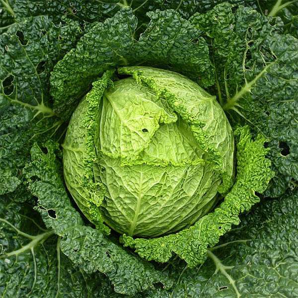 Cabbage Savoy Heirloom Vegetable Seeds